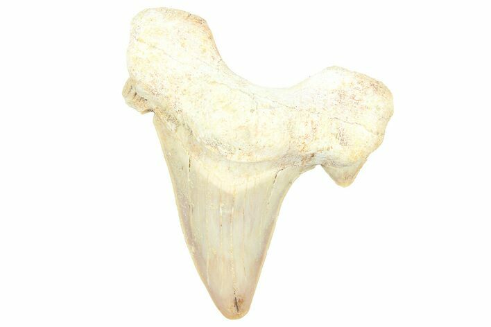 Fossil Shark Tooth (Otodus) - Morocco #353489